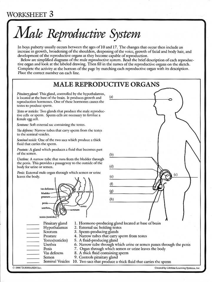 Male And Female Reproductive System Worksheets 